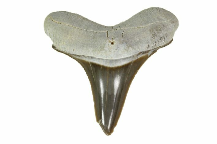 Fossil Shark (Cretoxyrhina) Tooth - Kansas #115690